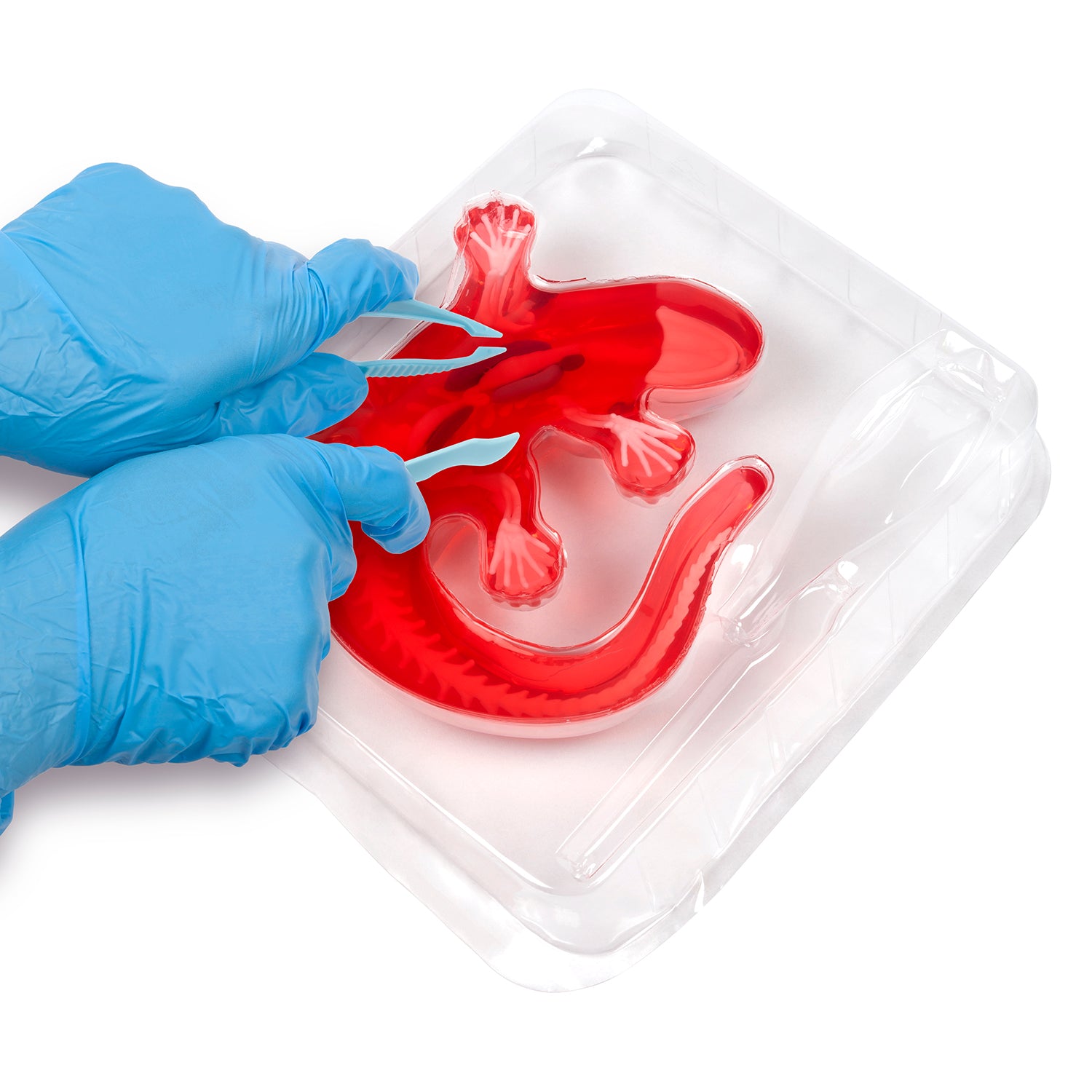 Amazing Creatures Salamander Synthetic Dissection Kit - STEM